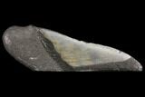 Giant, 6" Fossil Megalodon Tooth "Paper Weight" - #130860-1